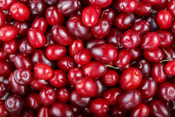 cornelian berries as a background