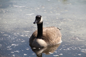 Goose Swimming, William Hawrelak Park, Edmonton, Alberta