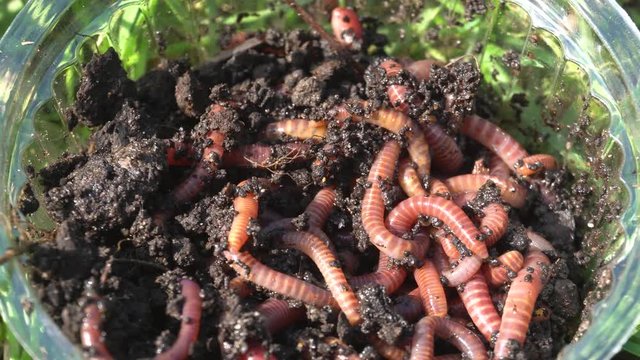 Red earthworms macro video used for fishing