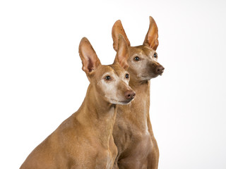 Cirneco dell'etna dog portrait in a studio with white background. A rare Italian dog breed.