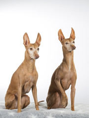 Cirneco dell'etna dog portrait in a studio with white background. A rare Italian dog breed.