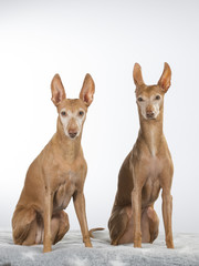 Cirneco dell'etna dog portrait in a studio with white background. A rare Italian dog breed.