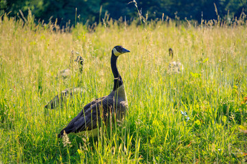 Wild geese in the tall grass