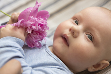 A small child holds a pink peony flower, close-up