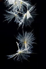 macro dandelion seeds
