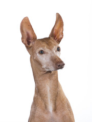 Etna dog portait in a studio. Rare Italian breed called cirneco dell'etna