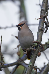 Bohemian waxwing (Bombycilla garrulus)