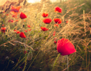 Red poppies flowers, blooming in sunlight