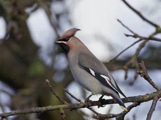Bohemian waxwing (Bombycilla garrulus)