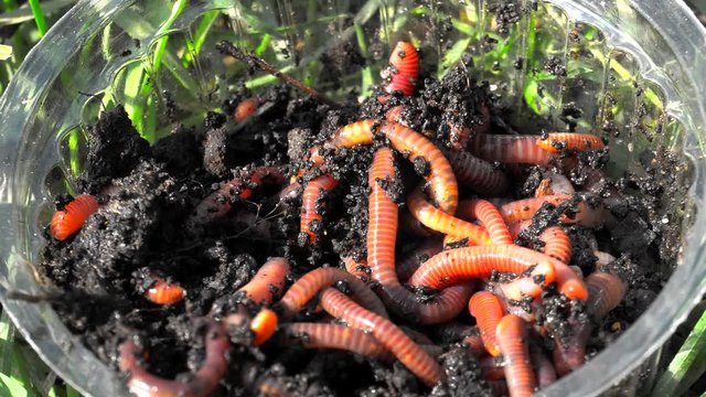 Red earthworms macro video used for fishing