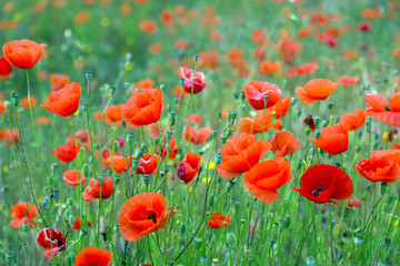 wild  red poppies at mountain meadow