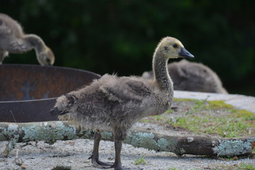 Standing tall ..... BABY