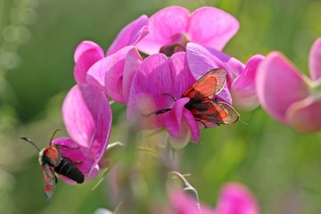 Naklejka premium Beilfleck-Widderchen (Zygaena loti) an Breitblättriger Platterbse (Lathyrus latifolius) 
