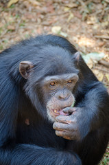 Portrait of chimpanzee eating sweet potatoes while sitting on ground in rain forest of Sierra Leone, Africa
