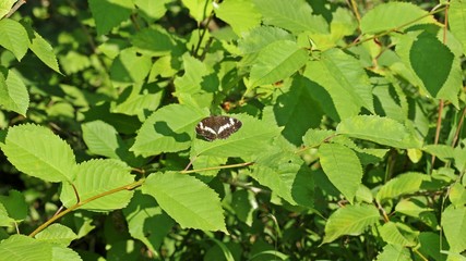 Kleiner Eisvogel (Limenitis camilla)
