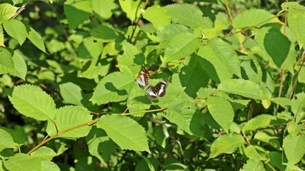 Kleiner Eisvogel (Limenitis camilla)
