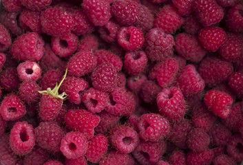 Raspberry, square background. Ripe berries, lots of fruits, bright raspberries, harvesting