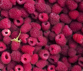 Raspberry, square background. Ripe berries, lots of fruits, bright raspberries, harvesting