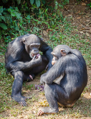 Portrait of two chimpanzees eating sweet potatoes while sitting on ground in rain forest of Sierra Leone, Africa