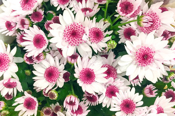 Pink white chrysanthemum flowers