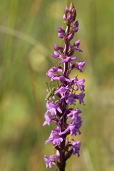 Larve der Gemeinen Sichelschrecke (Phaneroptera falcata) auf Mücken-Händelwurz  (Gymnadenia conopsea)
