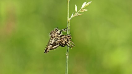 Raubfliegenpaarung an Grashalm