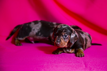 Puppies Dachshund marble color