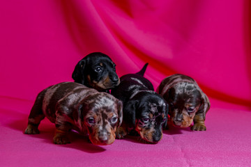 Puppies Dachshund marble color