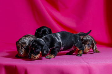 Puppies Dachshund marble color