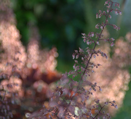 heuchère en fleurs