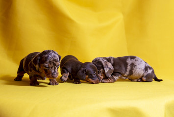 Puppies Dachshund marble color