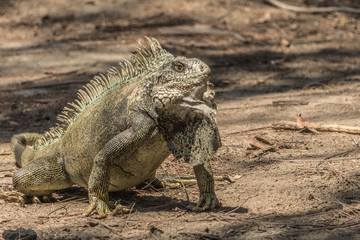 Iguana