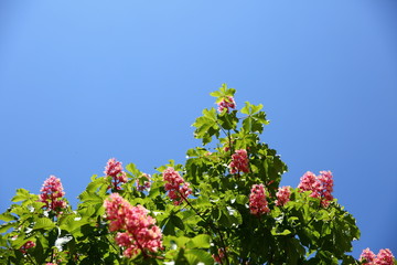 Kasztan - Pospolite drzewo wiosną podczas okresu kwitnięcia. - obrazy, fototapety, plakaty