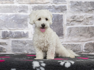 Coton de Tulear dog portrait in a studio with background textures.