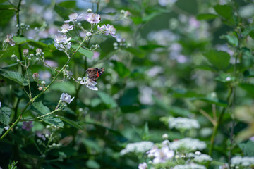 Nature Green Background with colorful butterfly.
