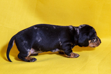 Puppies Dachshund marble color