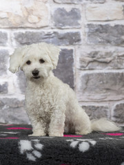 Coton de Tulear dog portrait in a studio with background textures.