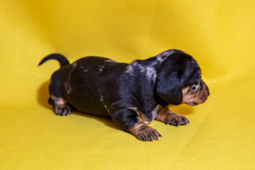 Puppies Dachshund marble color