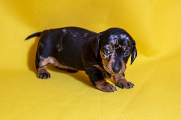 Puppies Dachshund marble color