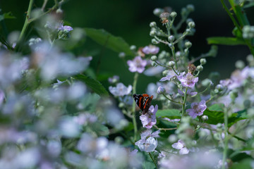 Nature Green Background with colorful butterfly.