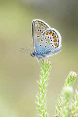 Male Silver-studded Blue butterfly, Plebejus argus