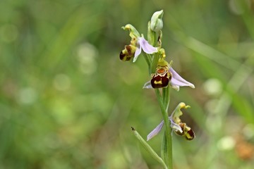 Bienen-Ragwurz (Ophrys apifera) 
