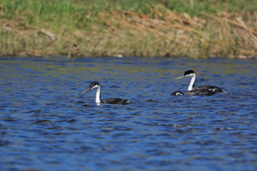Western Grebes - Aechmophorus occidentalis