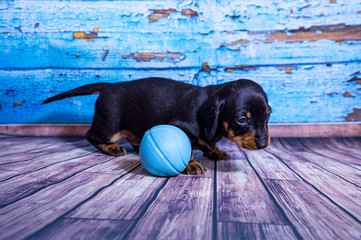 Puppies Dachshund marble color
