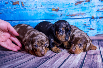 Puppies Dachshund marble color