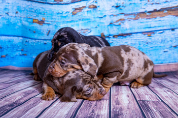 Puppies Dachshund marble color