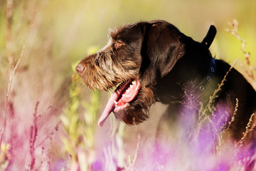 draathaar dog in the field