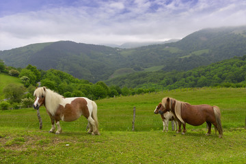 Fototapeta na wymiar Trois Pottoks, petits chevaux du Pays Basque, département des Pyrénées-Atlantiques en région Nouvelle-Aquitaine, France