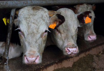 Fototapeta premium Cows at the Cattle Farm