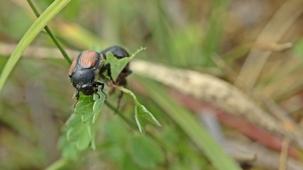 Geränderte Seidenkäfer (Omaloplia ruricola) an Kleinem Wiesenknopf fressend
